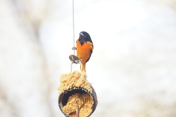 Baltimore Oriole, Central Park, 11/30/2013