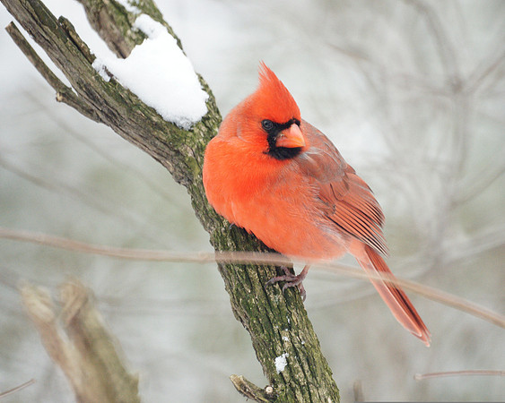 Cardinal, Central Park