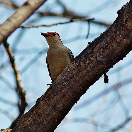 Red-Bellied Woodpecker"