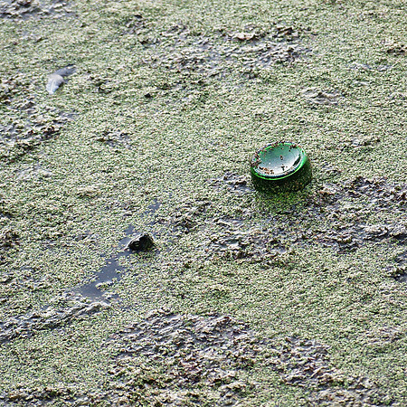 Turtle Pond, not looking so good