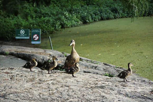 Duck and ducklings, Turtle Pond