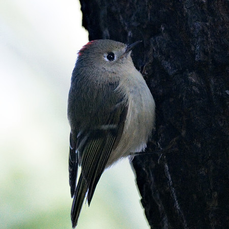 Ruby-crowned Kinglet, Central Park