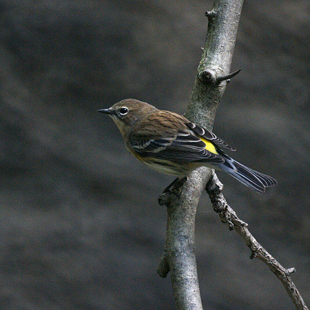 Yellow-Rumped Warbler, Central Park