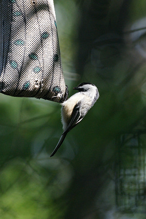 Hangin' free / we got nothin' else to do