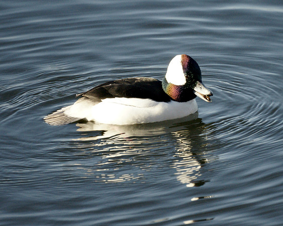 Bufflehead eating a crawfish, Central Park