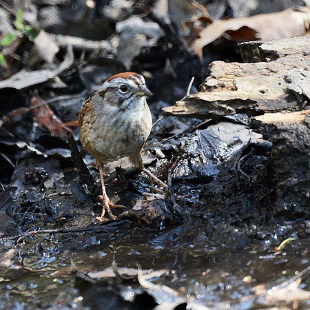 Swamp Sparrow, Central Park