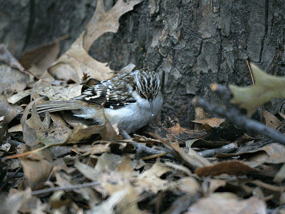 Brown Creeper, Central Park