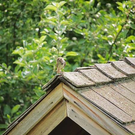 Song Sparrow