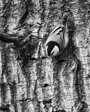 White-Breasted Nuthatch