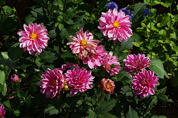 In the Conservancy Garden