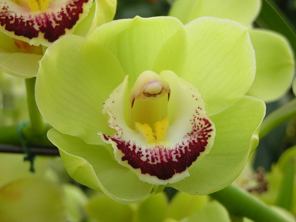 Cymbidium-DameCatherine-08