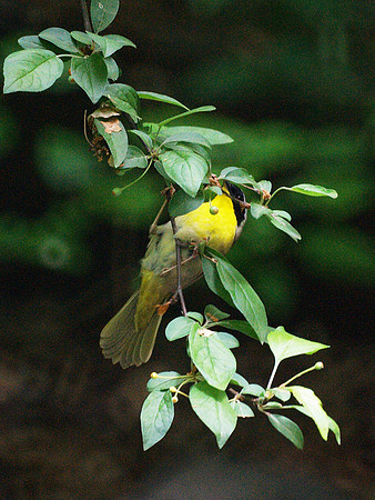 Yellowthroat chin-up