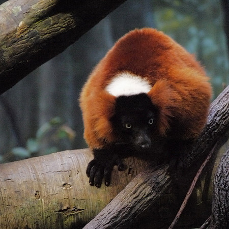Red-ruffed Lemur, Bronx Zoo