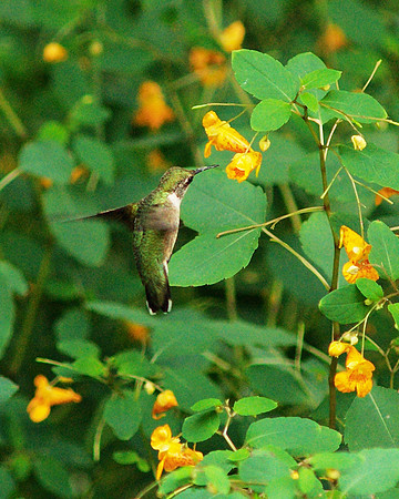 Hummingbird in the jewelweed, Central Park