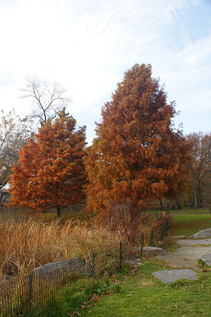 Not evergreens