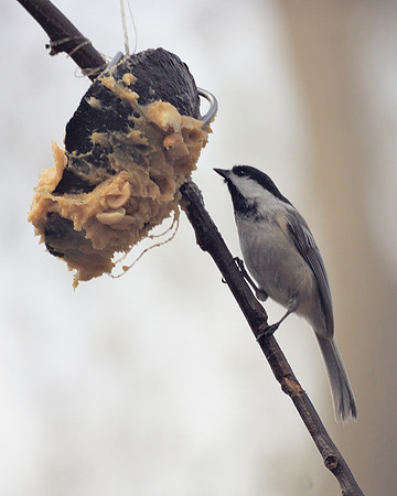 Black-Capped Chickadee, Central Park