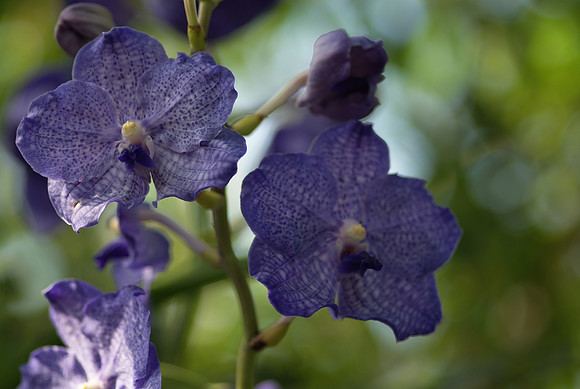 Vanda Manuvadee Blue