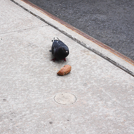 Pigeon vs Bagel
