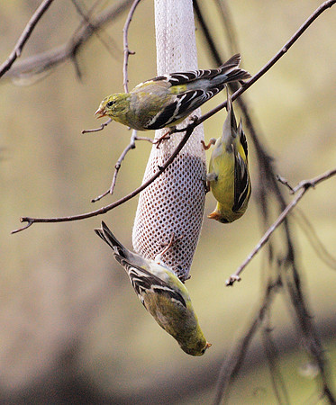 Goldfinches, Central Park