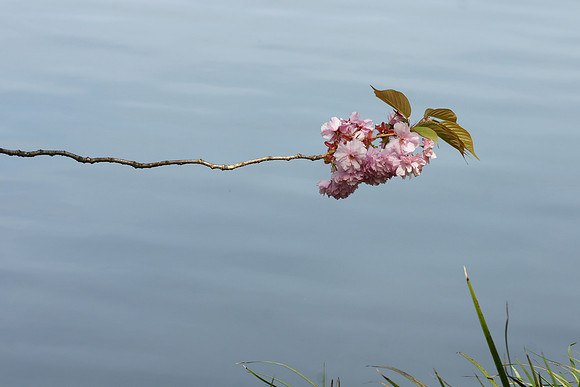 Cherry Blossom Festival, Brooklyn Botanic Garden