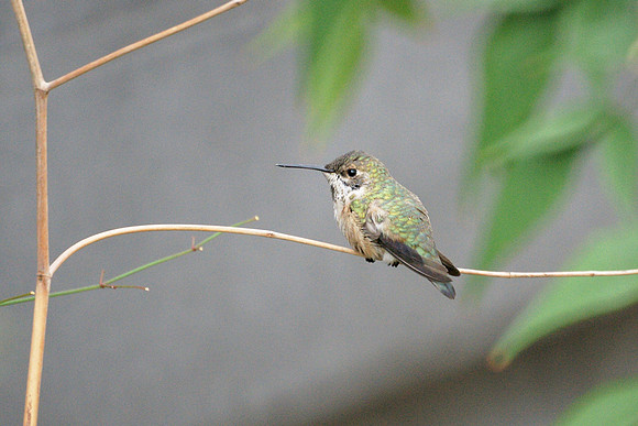 Rufous Hummingbird, Museum of Natural History