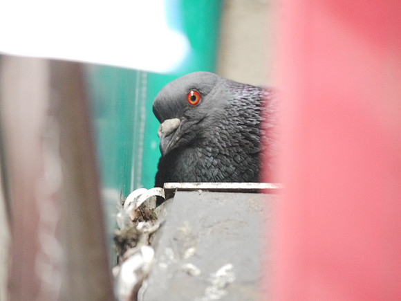 Pigeon on nest, Riverdale (Bronx) NY