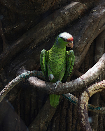 Parrot, Central Park Zoo