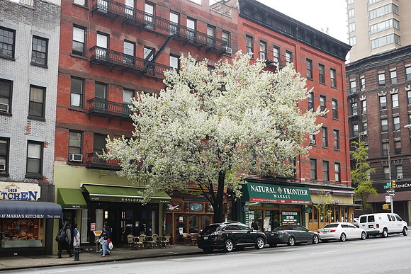 Callery Pear tree, Yorkville