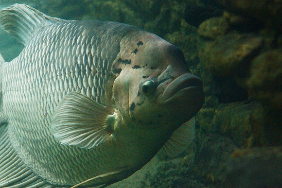 Giant Gourami, Bronx Zoo