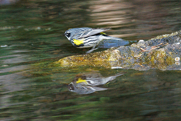 Yellow-Rumped Warbler, Central Park