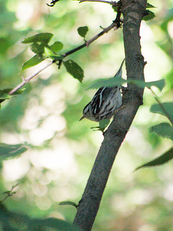 Black and White Warbler, Central Park