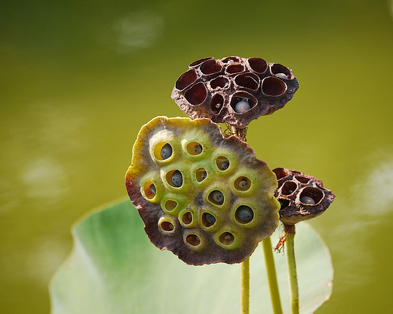 Lotus seed pods, Brooklyn Botanic Garden