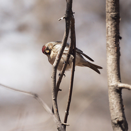 Redpoll, Central Park