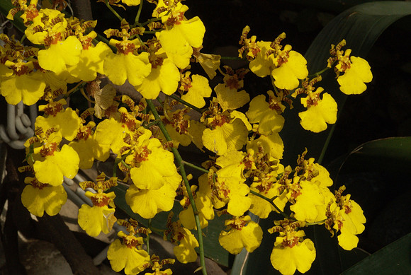 Oncidium Gower Ramsey (spray)