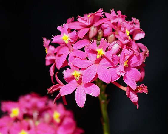 Big ball of Epidendrum