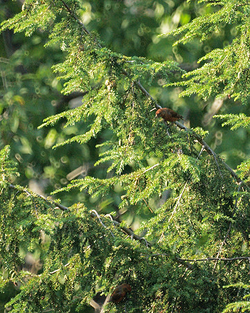 Red Crossbills, Central Park