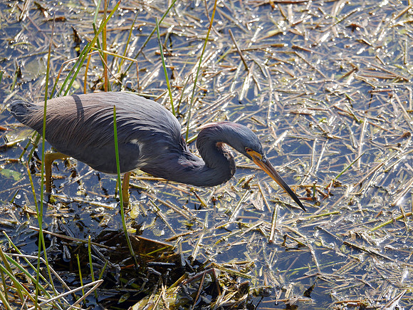 Tricolored Heron, Green Cay
