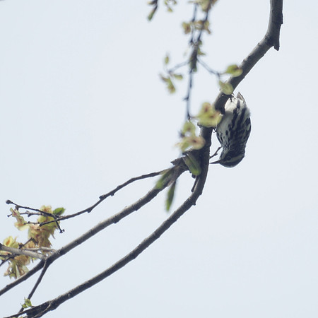 Black-and-White Warbler overhead, Central park