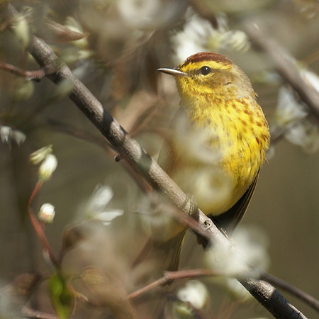 Palm Warbler, Central Park