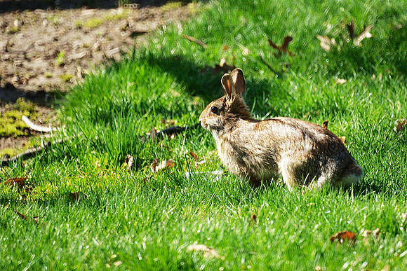 Easter Bunny