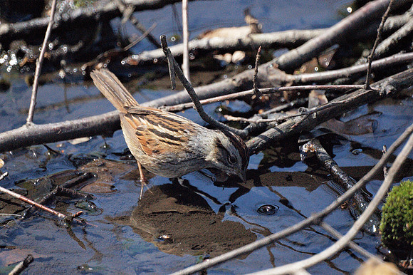 Swamp Sparrow, Central Park