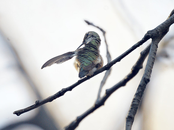 Rufous Hummingbird preening, Theodore Roosevelt Park