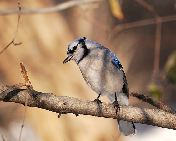 Bluejay, Winter, Central Park