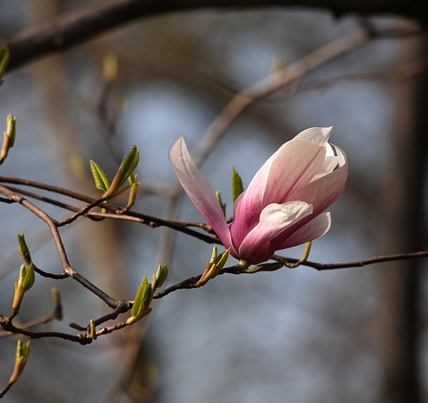 Magnolia blossom