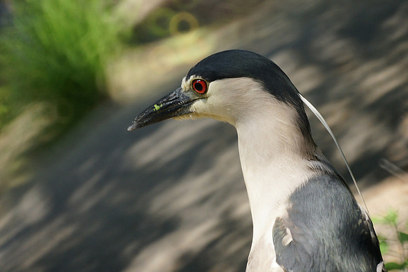 Black-Crowned Night Heron
