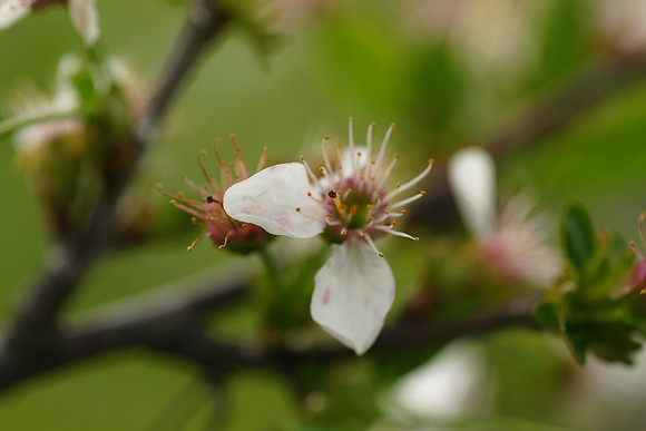 Brooklyn Botanic Garden