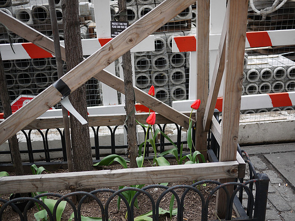 Tulips, East 86th Street