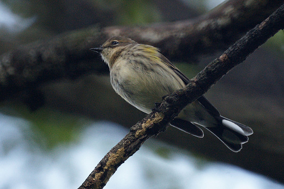 Yellow-Rumped Warbler, Central Park