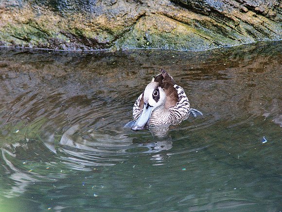 Pink-Eared Duck, Central Park Zoo