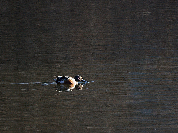 Shoveler on The Lake, Central Park